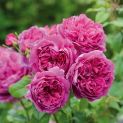 'Young Lycidas' Rosa X 'Young Lycidas' (Engelsk Rose) A-Kvalitet,- Barrods Roser Min. 3 Grene