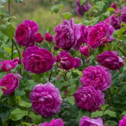 'Young Lycidas' Rosa X 'Young Lycidas' (Engelsk Rose) A-Kvalitet,- Barrods Roser Min. 3 Grene -GrønGlæde Salgsbutik p5401 53257 rosa x young lycidas engelsk rose 877e