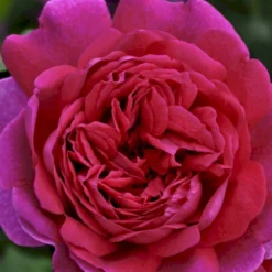 'Young Lycidas' Rosa X 'Young Lycidas' (Engelsk Rose) A-Kvalitet,- Barrods Roser Min. 3 Grene -GrønGlæde Salgsbutik p5401 53259 rosa x young lycidas engelsk rose cd3a