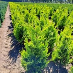 Cypres 'Ivonne' Chamaecyparis Lawsoniana 'Ivonne' Med Klump,- 80-100 Cm. -GrønGlæde Salgsbutik p542 52572 chamaecyparis lawsoniana ivonne c9b3