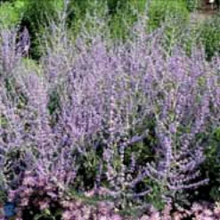 Russisk Salvie 'Blue Spire' Perovskia Atriplicifolia 'Blue Spire' Potte 2 Liter. -GrønGlæde Salgsbutik p5598 4154 perovskia atriplicifolia blue spire 1283