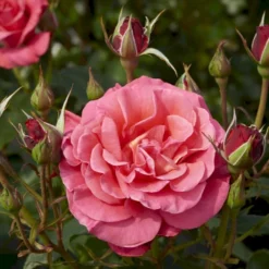'Fabulous'™ Rosa X 'Fabulous'™ (Storblomstrende) A-Kvalitet,- Barrods Roser Min. 3 Grene