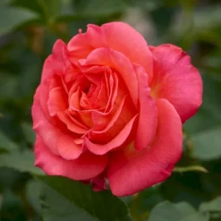 'Fabulous'™ Rosa X 'Fabulous'™ (Storblomstrende) A-Kvalitet,- Barrods Roser Min. 3 Grene -GrønGlæde Salgsbutik p5743 51264 rosa x fabulous storblomstrende 8a5a