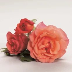 'Fabulous'™ Rosa X 'Fabulous'™ (Storblomstrende) A-Kvalitet,- Barrods Roser Min. 3 Grene -GrønGlæde Salgsbutik p5743 51266 rosa x fabulous storblomstrende 52b0