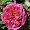 'Natalie™ Renaissance'® Rosa X 'Natalie™ Renaissance'® (Renaissancerose) A-Kvalitet,- Barrods Roser Min. 3 Grene