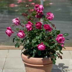 'Natalie™ Renaissance'® Rosa X 'Natalie™ Renaissance'® (Renaissancerose) A-Kvalitet,- Barrods Roser Min. 3 Grene -GrønGlæde Salgsbutik p5910 52183 rosa x natalie renaissance renaissancerose 6836
