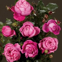 'Natalie™ Renaissance'® Rosa X 'Natalie™ Renaissance'® (Renaissancerose) A-Kvalitet,- Barrods Roser Min. 3 Grene -GrønGlæde Salgsbutik p5910 52185 rosa x natalie renaissance renaissancerose df01