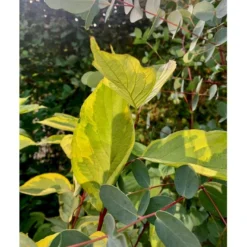 Gulbroget Kornel 'Gouchaultii' Cornus Alba 'Gouchaultii' Potte 6,5 Liter 60-80 Cm. -GrønGlæde Salgsbutik p606 36624 cornus alba gouchaultii b9e2