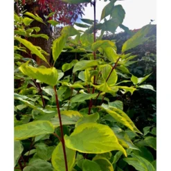 Gulbroget Kornel 'Gouchaultii' Cornus Alba 'Gouchaultii' Potte 6,5 Liter 60-80 Cm. -GrønGlæde Salgsbutik p606 36625 cornus alba gouchaultii a904