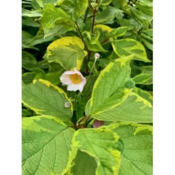 Gulbroget Kornel 'Gouchaultii' Cornus Alba 'Gouchaultii' Potte 6,5 Liter 60-80 Cm. -GrønGlæde Salgsbutik p606 36626 cornus alba gouchaultii 7a38