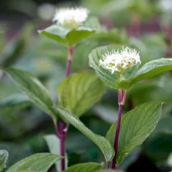 Rødgrenet Kornel 'Sibirica' Cornus Alba 'Sibirica' Barrods,- 1 års (0/1) 50-80 Cm. -GrønGlæde Salgsbutik p607 54060 cornus alba sibirica 1e1a