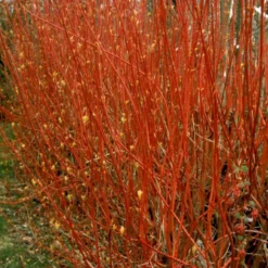 Rødgrenet Kornel 'Sibirica' Cornus Alba 'Sibirica' Barrods,- 1 års (0/1) 50-80 Cm. -GrønGlæde Salgsbutik p607 54061 cornus alba sibirica de35