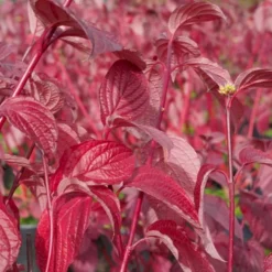 Rødgrenet Kornel 'Sibirica' Cornus Alba 'Sibirica' Potte 12 Liter,- 100-125 Cm. -GrønGlæde Salgsbutik p608 47317 cornus alba sibirica 58a6
