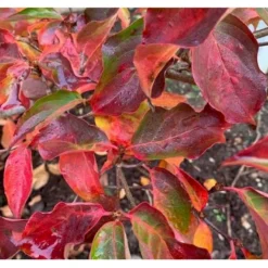 Osmo Koreakornel Cornus Kousa Med Klump,- 125-150 Cm. -GrønGlæde Salgsbutik p611 36853 cornus kousa 7d4f