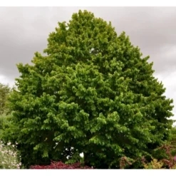 Tyrkisk Hassel Corylus Colurna Potte 7,5 Liter 175-200 Cm. -GrønGlæde Salgsbutik p628 42855 corylus colurna 7933