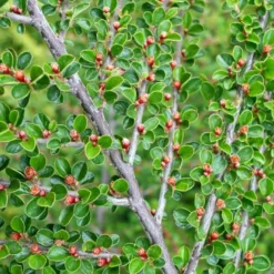 Fiskeben-Dværgmispel 'Cotali' Cotoneaster Horizontalis 'Cotali' 3,5 Liter Potte -GrønGlæde Salgsbutik p638 52510 cotoneaster horizontalis cotali d611