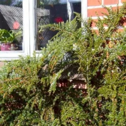 Fiskeben-Dværgmispel 'Cotali' Cotoneaster Horizontalis 'Cotali' 3,5 Liter Potte -GrønGlæde Salgsbutik p638 52511 cotoneaster horizontalis cotali 9ffb