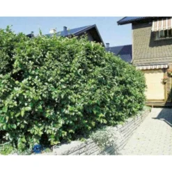 Glansdværgmispel Cotoneaster Lucidus Potte 4,0 Liter,- 50-60 Cm. -GrønGlæde Salgsbutik p639 524 cotoneaster lucidus 3a3c