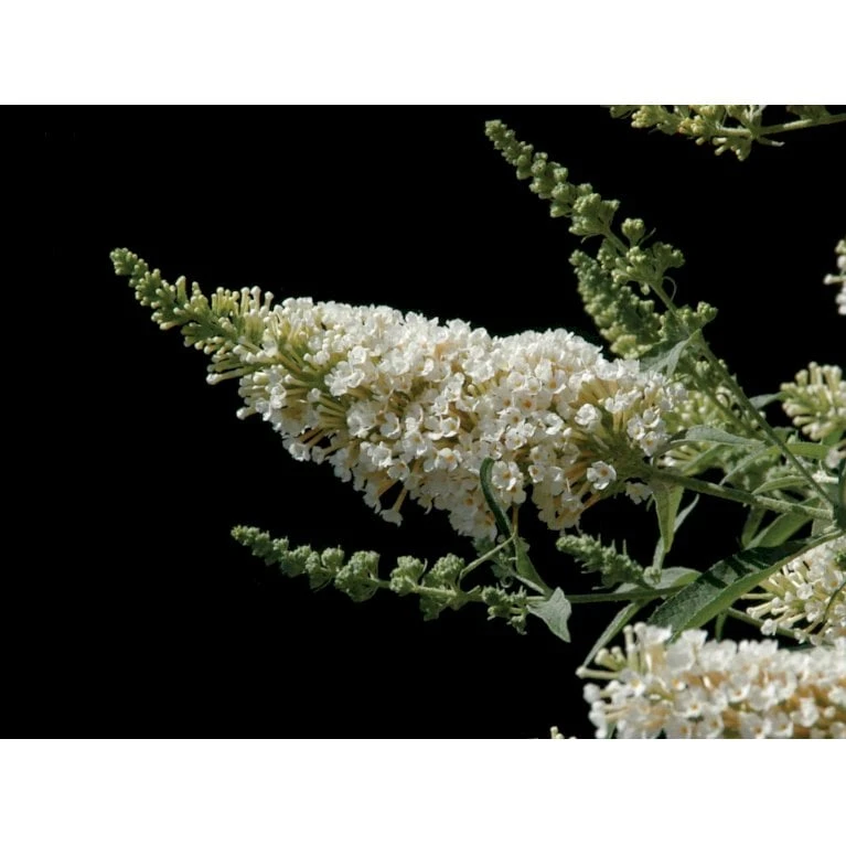 Sommerfuglebusk Buzz 'Ivory' Buddleja Buzz 'Ivory' 3,0 Liter Potte 1 Sommerfuglebusk Buzz 'Ivory' Buddleja Buzz 'Ivory' 3,0 Liter Potte
