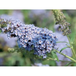 Sommerfuglebusk Buzz 'Sky Blue' Buddleja Buzz 'Sky Blue' 3,0 Liter Potte -GrønGlæde Salgsbutik p6557 38057 buddleja buzz sky blue cec4