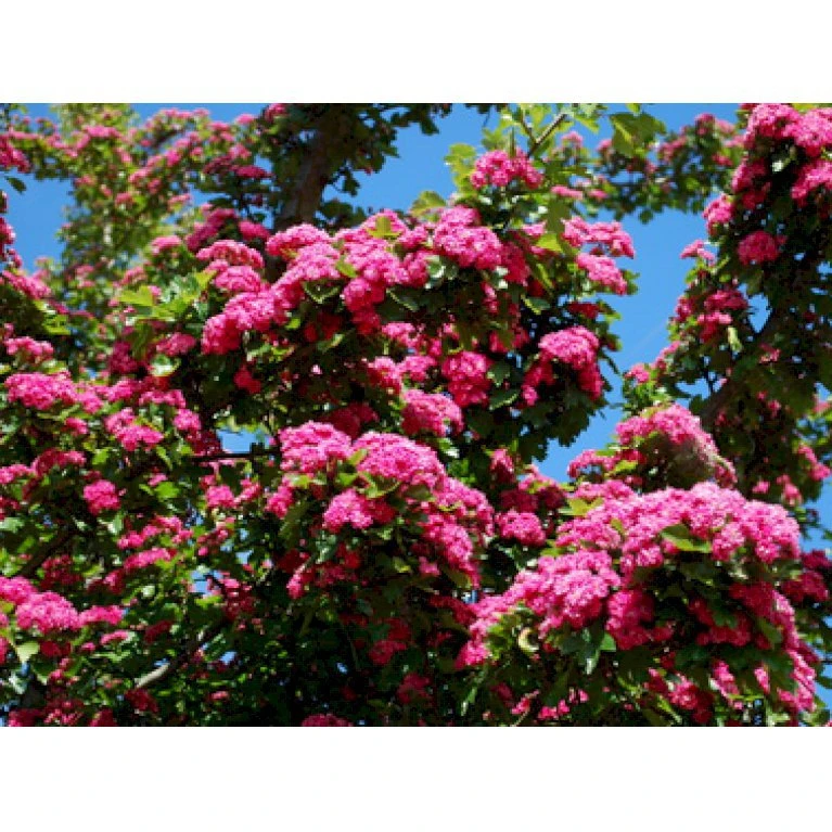 Dobbelt Rødtjørn 'Paul's Scarlet' Crataegus Laevigata 'Paul's Scarlet' Heister 175-200 Cm. Med Potte 1 Dobbelt Rødtjørn 'Paul's Scarlet' Crataegus Laevigata 'Paul's Scarlet' Heister 175-200 Cm. Med Potte