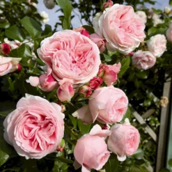 'Giardina'® Rosa X 'Giardina'® (Slyngrose) A-Kvalitet,- Barrods Roser Min. 3 Grene