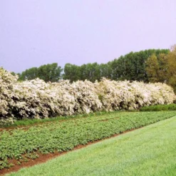 Engriflet Hvidtjørn Crataegus Monogyna Potte 12 Liter,- 100-125 Cm. -GrønGlæde Salgsbutik p659 54063 crataegus monogyna d84b