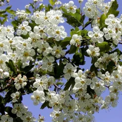 Engriflet Hvidtjørn Crataegus Monogyna Potte 12 Liter,- 100-125 Cm. -GrønGlæde Salgsbutik p659 54064 crataegus monogyna 5cd0