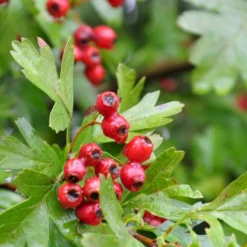 Engriflet Hvidtjørn Crataegus Monogyna Potte 12 Liter,- 100-125 Cm. -GrønGlæde Salgsbutik p659 54065 crataegus monogyna 4151