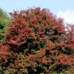 Engriflet Hvidtjørn Crataegus Monogyna Potte 12 Liter,- 100-125 Cm. -GrønGlæde Salgsbutik p659 54141 crataegus monogyna f313