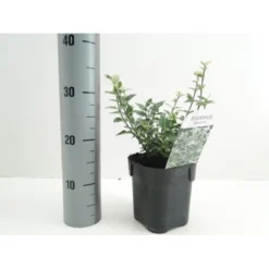 Benved 'Harlequin' Euonymus Fortunei 'Harlequin' Potte 2,0 Liter,- 20-25 Cm. 9 Benved 'Harlequin' Euonymus Fortunei 'Harlequin' Potte 2,0 Liter,- 20-25 Cm. -GrønGlæde Salgsbutik p6634 38442 image 44bf