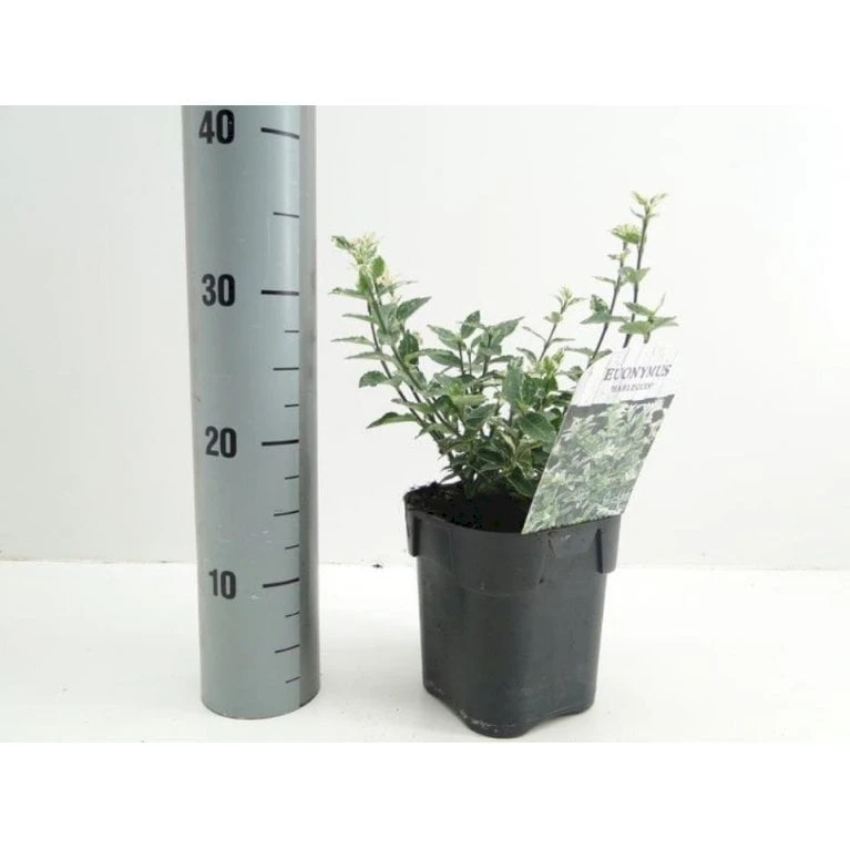 Benved 'Harlequin' Euonymus Fortunei 'Harlequin' Potte 2,0 Liter,- 20-25 Cm. 3 Benved 'Harlequin' Euonymus Fortunei 'Harlequin' Potte 2,0 Liter,- 20-25 Cm. - Billede 3