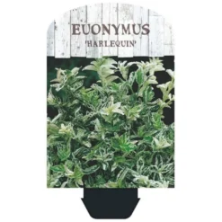Benved 'Harlequin' Euonymus Fortunei 'Harlequin' Potte 2,0 Liter,- 20-25 Cm. 10 Benved 'Harlequin' Euonymus Fortunei 'Harlequin' Potte 2,0 Liter,- 20-25 Cm. -GrønGlæde Salgsbutik p6634 38443 image d243