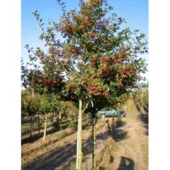 Blommebladet Tjørn 'Splendens' Crataegus X Prunifolia 'Splendens' Heister 175-200 Cm. Med Potte