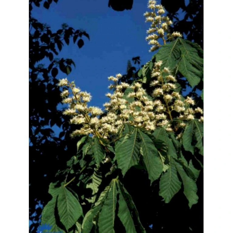 Hestekastanie Aesculus Hippocastanum Potte 12 Liter,- 150-175 Cm. 1 Hestekastanie Aesculus Hippocastanum Potte 12 Liter,- 150-175 Cm.