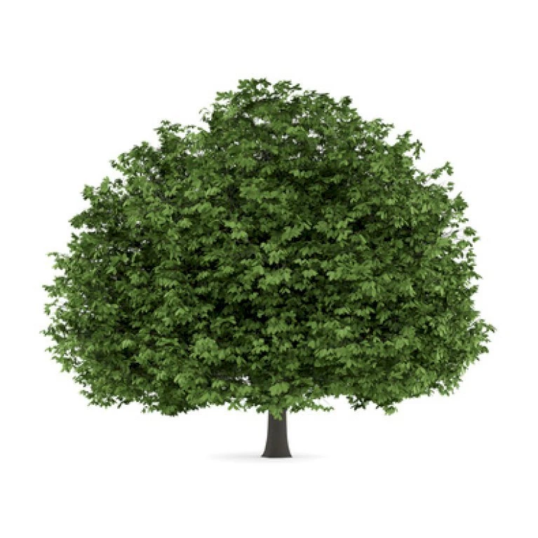 Hestekastanie Aesculus Hippocastanum Potte 12 Liter,- 150-175 Cm. 3 Hestekastanie Aesculus Hippocastanum Potte 12 Liter,- 150-175 Cm. - Billede 3