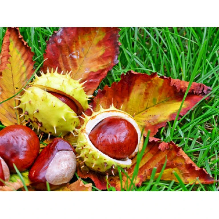 Hestekastanie Aesculus Hippocastanum Potte 12 Liter,- 150-175 Cm. 4 Hestekastanie Aesculus Hippocastanum Potte 12 Liter,- 150-175 Cm. - Billede 4