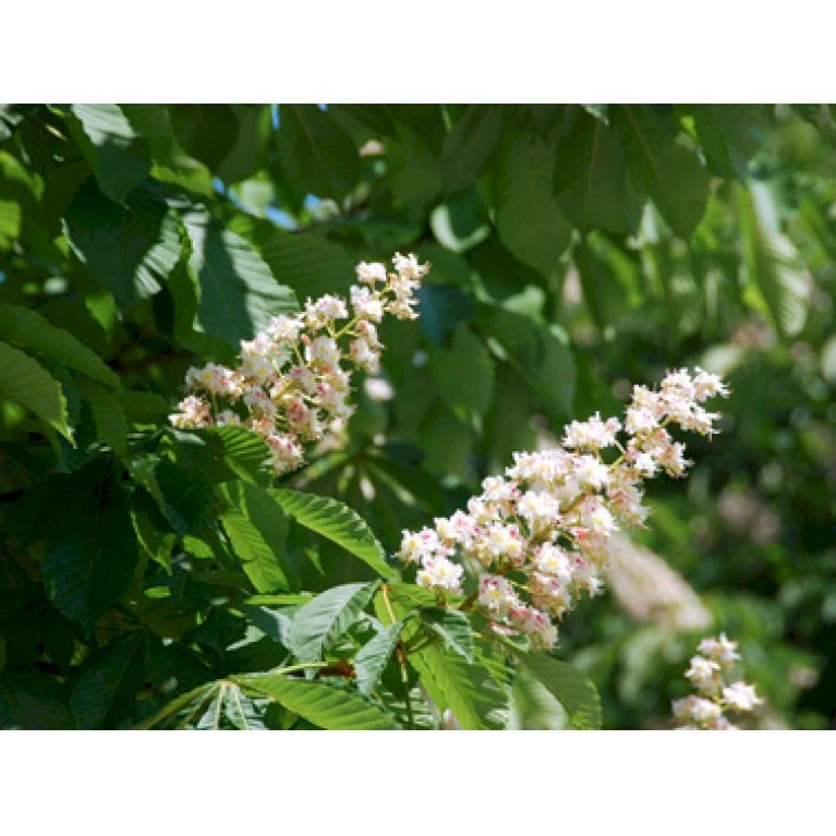 Hestekastanie Aesculus Hippocastanum Potte 12 Liter,- 150-175 Cm. 5 Hestekastanie Aesculus Hippocastanum Potte 12 Liter,- 150-175 Cm. - Billede 5