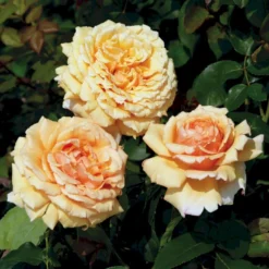 'Carl Nielsen'™ Rosa X 'Carl Nielsen'™ (Storblomstrende) A-Kvalitet,- Barrods Roser Min. 3 Grene