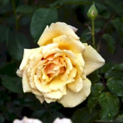 'Carl Nielsen'™ Rosa X 'Carl Nielsen'™ (Storblomstrende) A-Kvalitet,- Barrods Roser Min. 3 Grene -GrønGlæde Salgsbutik p6707 51226 rosa x carl nielsen storblomstrende 2c11