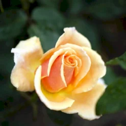 'Carl Nielsen'™ Rosa X 'Carl Nielsen'™ (Storblomstrende) A-Kvalitet,- Barrods Roser Min. 3 Grene -GrønGlæde Salgsbutik p6707 51227 rosa x carl nielsen storblomstrende 52b0