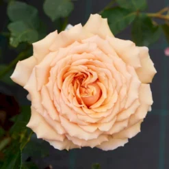 'Carl Nielsen'™ Rosa X 'Carl Nielsen'™ (Storblomstrende) A-Kvalitet,- Barrods Roser Min. 3 Grene -GrønGlæde Salgsbutik p6707 51239 rosa x carl nielsen storblomstrende 25a7