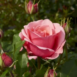 'Elaine Paige'™ Rosa X 'Elaine Paige'™ (Storblomstrende) A-Kvalitet,- Barrods Roser Min. 3 Grene 12 'Elaine Paige'™ Rosa X 'Elaine Paige'™ (Storblomstrende) A-Kvalitet,- Barrods Roser Min. 3 Grene -GrønGlæde Salgsbutik p7386 51256 rosa x elaine paige storblomstrende bdfc