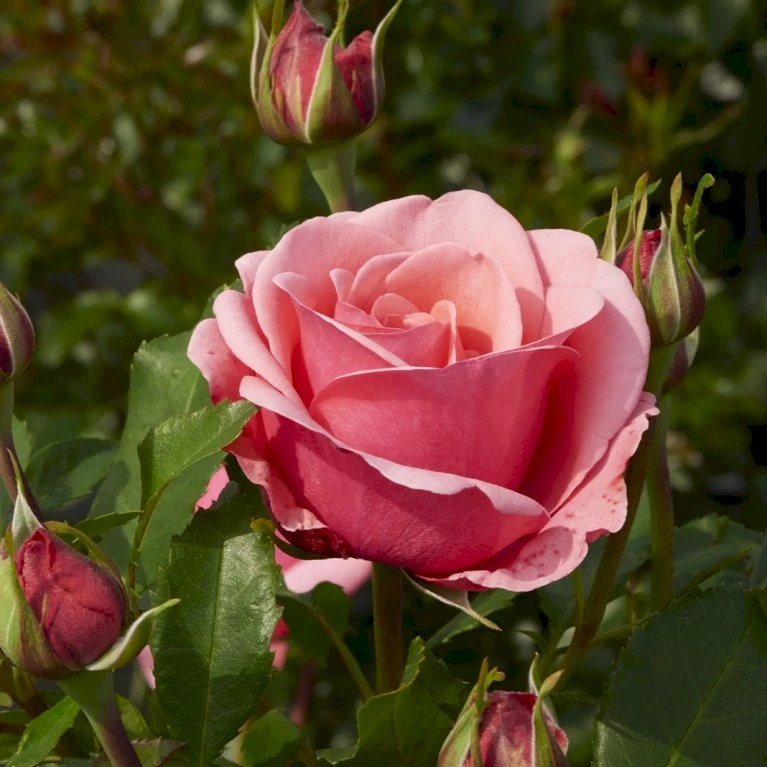 'Elaine Paige'™ Rosa X 'Elaine Paige'™ (Storblomstrende) A-Kvalitet,- Barrods Roser Min. 3 Grene 4 'Elaine Paige'™ Rosa X 'Elaine Paige'™ (Storblomstrende) A-Kvalitet,- Barrods Roser Min. 3 Grene - Billede 4