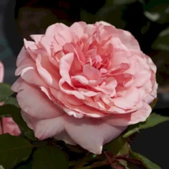 'Elaine Paige'™ Rosa X 'Elaine Paige'™ (Storblomstrende) A-Kvalitet,- Barrods Roser Min. 3 Grene 13 'Elaine Paige'™ Rosa X 'Elaine Paige'™ (Storblomstrende) A-Kvalitet,- Barrods Roser Min. 3 Grene -GrønGlæde Salgsbutik p7386 51257 rosa x elaine paige storblomstrende 1268