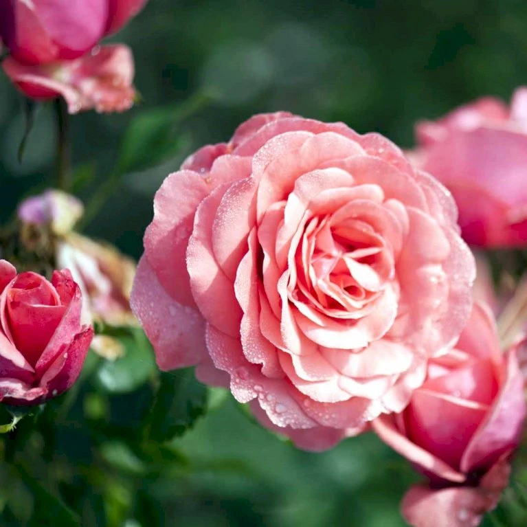 'Elaine Paige'™ Rosa X 'Elaine Paige'™ (Storblomstrende) A-Kvalitet,- Barrods Roser Min. 3 Grene 6 'Elaine Paige'™ Rosa X 'Elaine Paige'™ (Storblomstrende) A-Kvalitet,- Barrods Roser Min. 3 Grene - Billede 6