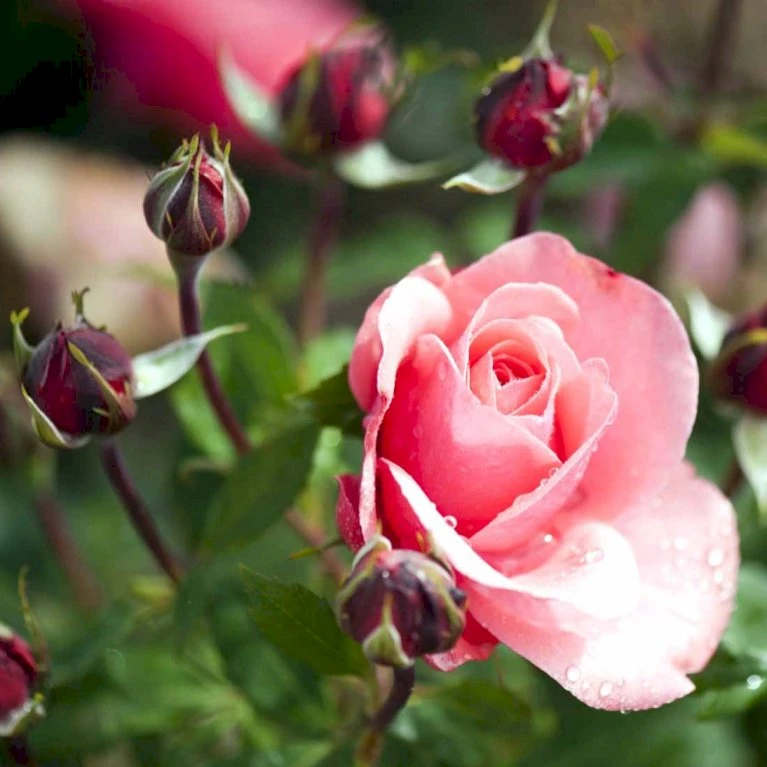 'Elaine Paige'™ Rosa X 'Elaine Paige'™ (Storblomstrende) A-Kvalitet,- Barrods Roser Min. 3 Grene 7 'Elaine Paige'™ Rosa X 'Elaine Paige'™ (Storblomstrende) A-Kvalitet,- Barrods Roser Min. 3 Grene - Billede 7