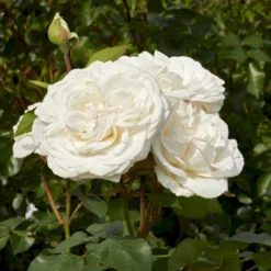 'Claus Dalby'™ Rosa X 'Claus Dalby'™ (Storblomstrende) A-Kvalitet,- Barrods Roser Min. 3 Grene