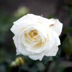 'Claus Dalby'™ Rosa X 'Claus Dalby'™ (Storblomstrende) A-Kvalitet,- Barrods Roser Min. 3 Grene -GrønGlæde Salgsbutik p7485 51233 rosa x claus dalby storblomstrende a885