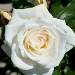 'Claus Dalby'™ Rosa X 'Claus Dalby'™ (Storblomstrende) A-Kvalitet,- Barrods Roser Min. 3 Grene -GrønGlæde Salgsbutik p7485 51235 rosa x claus dalby storblomstrende dfe6